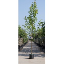 Beverboom Magnolia kobus h 350 cm st. omtrek 12 cm