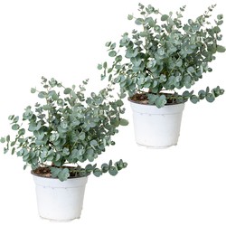 Floraya - Gomboom per 2 stuks | Eucalyptus 'Gunnii' - Buitenplant in kwekerspot ⌀14 cm - ↕30-40 cm