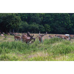 Herten bos 140x90cm Tuindoek