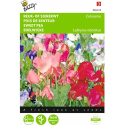 2 stuks - Lathyrus Multiflora Colorama Gem.