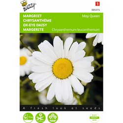 2 stuks - Chrysanthemum leucanthemum May Queen