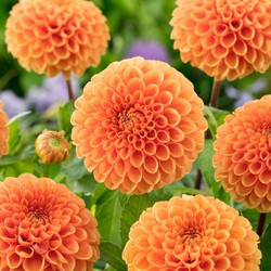 Dahlia 'Sylvia' - Set van 3 - Dahliaknollen - Zomerbloeiers - Oranje