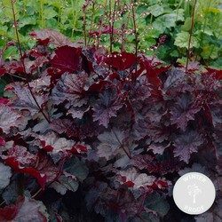 Heuchera micrantha &apos;Palace Purple&apos; - Purperklokje - Vaste Plant - Winterhard - ⌀9 cm - ↕10-15 cm