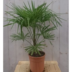 Winterharde Palmboom Trachycarpus Fortunei stamhoogte 20 cm en hoogte 110 cm - Warentuin Natuurlijk