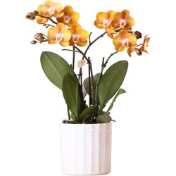 Kolibri Orchids | Oranje Phalaenopsis orchidee Las Vegas in witte Stripe sierpot - Ø12cm