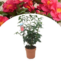 Camellia Japonica - Japanse Roos - Tuinplant - Pot 19cm - Hoogte 60-70cm