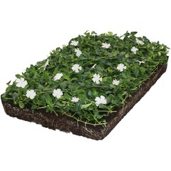 Plantenmat vasteplanten maagdenpalm Vinca Alba prijs per 1m2 cm Covergreen