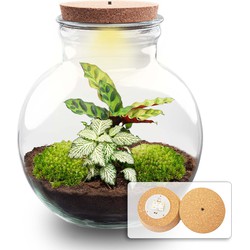 URBANJNGL - Planten terrarium - Teddy - Ecosysteem plant - ↑ 26,5 cm