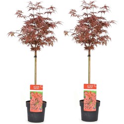 Acer palmatum 'Shaina' - Set van 2 - Esdoorn - Pot 19cm - Hoogte 80-90cm
