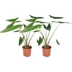 ZynesFlora - Alocasia Zebrina - 2 Stuks - Ø 21 cm - Hoogte: 70 - 75 cm - Kamerplant