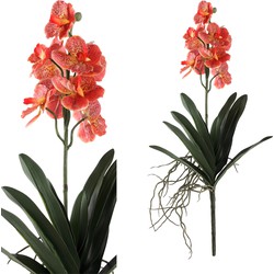 Orchid Flower - 25.0 x 28.0 x 70.0 cm