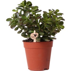 Kolibri Greens | Groene plant - Succulent Crassula Minor - potmaat Ø9cm - groene kamerplant - vers van de kweker