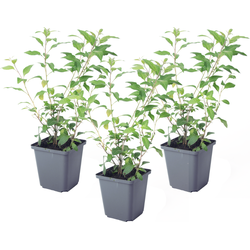 Nachtschade - Set van 3 - Lycianthes rantonnetii - Hoogte 25-40cm - ⌀9cm