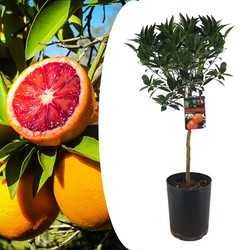 Citrus aurantium Tarocco - Bloedsinaasappel - ⌀19cm - Hoogte 90-110cm