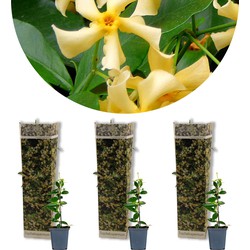 3x Trachelospermum Star of Toscany - Toscaanse Jasmijn - Klimplant - Winterhard - ⌀9 cm - ↕15-20 cm