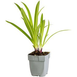Agapanthus 'African Queen'