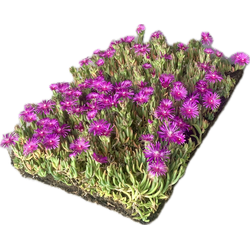 Plantenmat vasteplanten Delosperma cooperi IJsbloem per 1m2 cm Covergreen