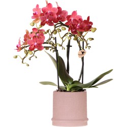 Kolibri Orchids | Rode orchidee Congo + Bali sierpot sand - potmaat Ø9cm | bloeiende kamerplant - vers van de kweker