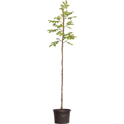 Walnotenboom Lange van Lod Juglans regia Lange van Lod h 225 cm st. omtrek 3 cm