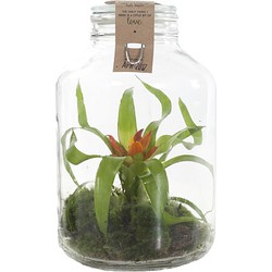 Green Lifestyle Store Kamerplant Bromelia in Weckpot - DIY Pakket
