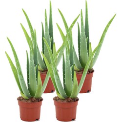 ZynesFlora - Aloë Vera - 4 Stuks - Ø 14 cm - Hoogte: 45 - 50 cm - Kamerplant - Aloë - Succulent - Vetplant