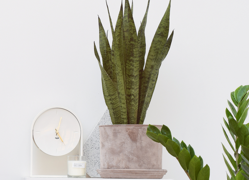 Zo moet je de Sansevieria verzorgen