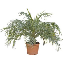 2 stuks! Dwergdadelpalm Phoenix roebelenii 65 cm