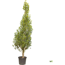 Italiaanse populier Populus nigra italica 500 cm - Warentuin Natuurlijk