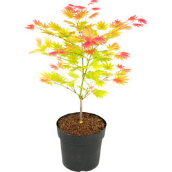Japanse Esdoorn - Acer palmatum 'Moonrise' - Hoogte 40-50cm - ⌀19cm