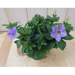 3 stuks! Petunia lichtpaars