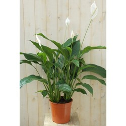 Lepelplant Spathiphyllum 120 cm - Warentuin Natuurlijk