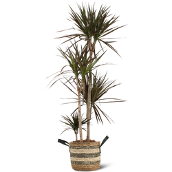 We Love Plants - Dracaena Marginata + Mand Francien - 130 cm hoog - Grote kamerplant
