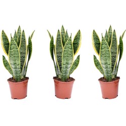 Sansevieria Laurentii - Set van 3 - Vrouwentong - Pot 12cm - Hoogte 30-40cm