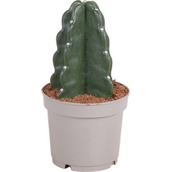Cereus jamacaru - Cactus 'Cuddly' - Pot 12cm - Hoogte 25-30cm