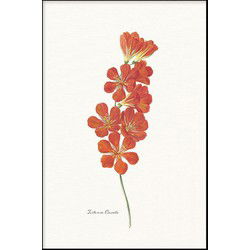 Tritonia Crocata - Walljar - Wanddecoratie - Poster met lijst