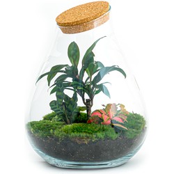 URBANJNGL - Planten terrarium • Drop XL met palm • Ecosysteem plant • ↑ 37 cm