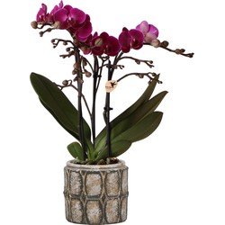 Kolibri Orchids | Paarse phalaenopsis orchidee in Industrial Chic sierpot - potmaat Ø9cm