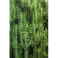 ESTAhome fotobehang tropische jungle cactus wand tropisch junglegroen - 1,86 x 2,79 m - 158830
