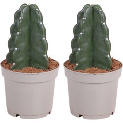 Cereus jamacaru - Cactus 'Cuddly' - Set van 2 - Pot 12cm - Hoogte 25-30cm