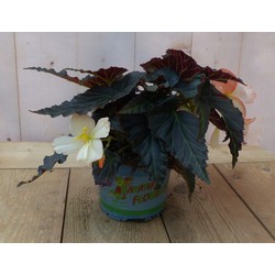 3 stuks! Hangbegonia eenjarige plant licht wit- roze achtig