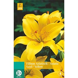 5 stuks - Lilium geel 2 bollen