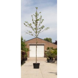 Valse Christusdoorn Gleditsia triac. Inermis h 450 cm st. omtrek 16 cm