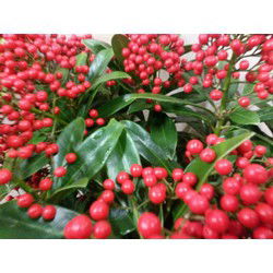 Skimmia met bes 40 cm