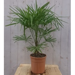 Winterharde Palmboom stamhoogte 20 cm en hoogte 110 cm