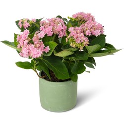 Kamerhortensia roze - sterbloemig - masterpiece love - met sierpot - 40cm hoog, ø14cm - bloeiende kamerplant - vers van de kwekerij