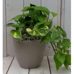 Epipremnum geelgroen taupe pot 25 cm