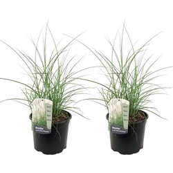 Miscanthus sinensis 'Kleine Silberspinne' - Set van 2 - ⌀23cm - Hoogte 20-30cm