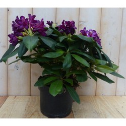 Rododendron 60 cm paars