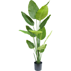 Hoyz Greenery - Kunstplant Strelitzia 180 cm