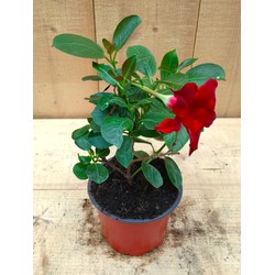 Dipladenia Mandevilla Sundaville mini kleur rood - Warentuin Natuurlijk